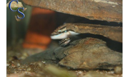 Julidochromis dickfeldi